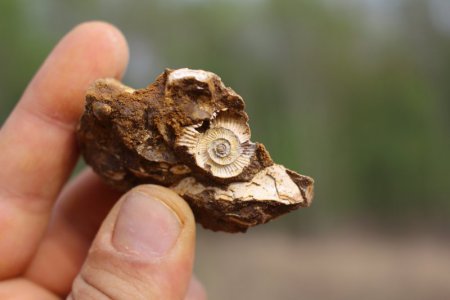 Ammonite from Papartine