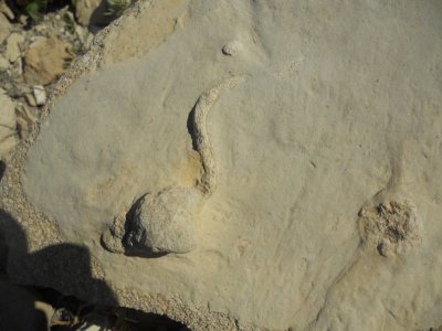 Trace fossil
