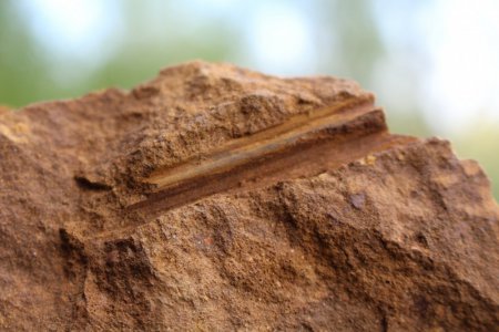 Fossil wood from Papile