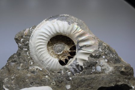  Ammonite from Papartine