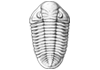 Carboniferous-Permian Trilobites PALBIO.RU