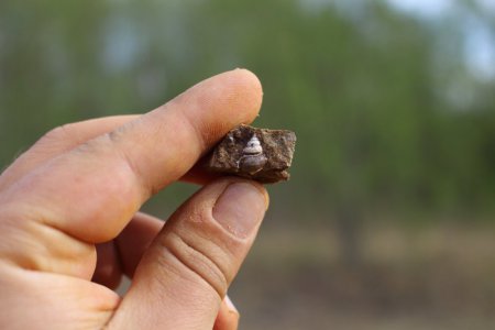 Gastropoda from Papartine