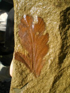 Fossil leaf of permian Ginkgophyta