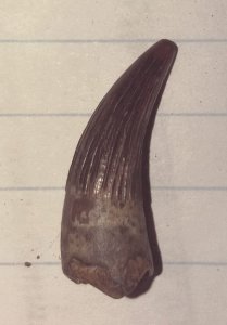 Tooth of Plesiosaurus