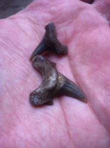 Cretaceous shark teeth
